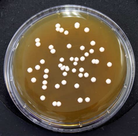 thermo fisher malt extract agar.